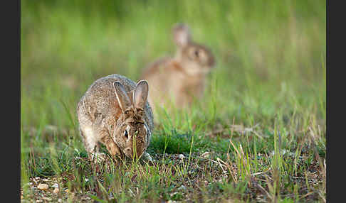 Wildkaninchen (Oryctolagus cuniculus)