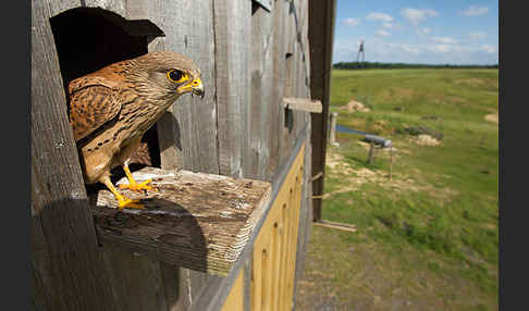 Turmfalke (Falco tinnunculus)