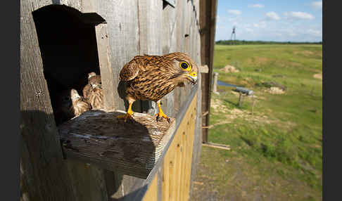 Turmfalke (Falco tinnunculus)