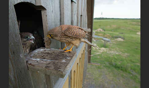 Turmfalke (Falco tinnunculus)