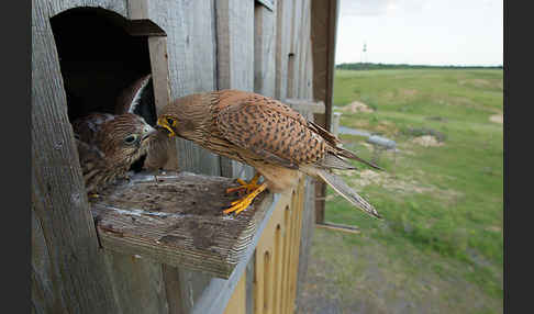 Turmfalke (Falco tinnunculus)