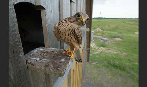 Turmfalke (Falco tinnunculus)