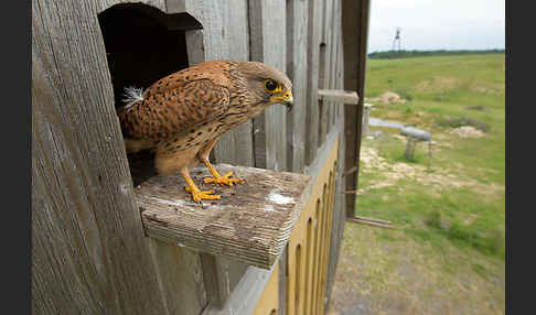 Turmfalke (Falco tinnunculus)