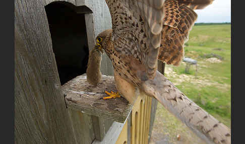 Turmfalke (Falco tinnunculus)