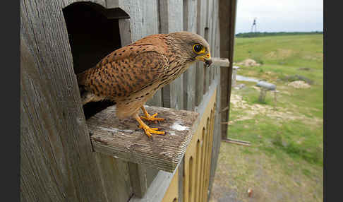 Turmfalke (Falco tinnunculus)