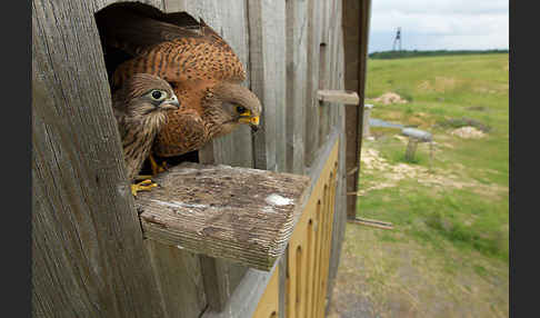 Turmfalke (Falco tinnunculus)