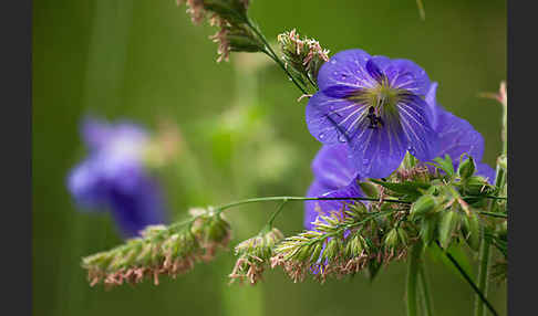 Wiesen-Storchschnabel (Geranium pratense)