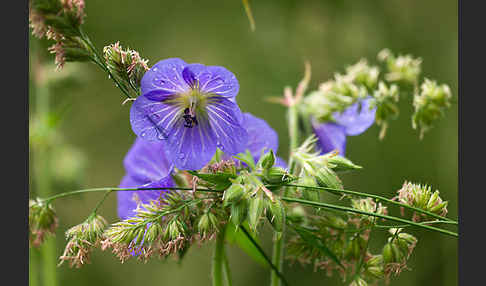 Wiesen-Storchschnabel (Geranium pratense)