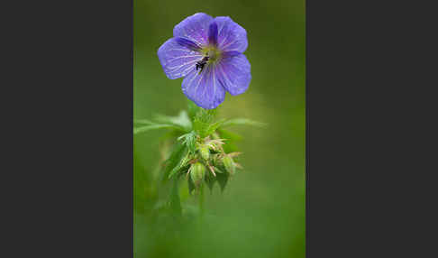 Wiesen-Storchschnabel (Geranium pratense)