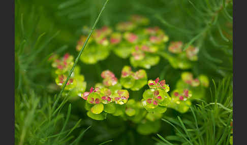 Zypressen-Wolfsmilch (Euphorbia cyparissias)