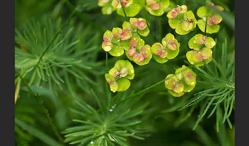 Zypressen-Wolfsmilch (Euphorbia cyparissias)