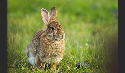 Wildkaninchen (Oryctolagus cuniculus)