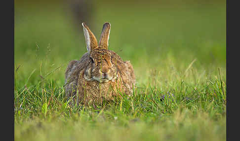 Wildkaninchen (Oryctolagus cuniculus)