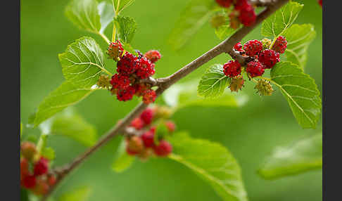 Schwarze Maulbeere (Morus nigra)