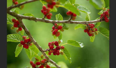 Schwarze Maulbeere (Morus nigra)