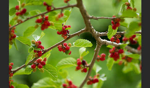 Schwarze Maulbeere (Morus nigra)