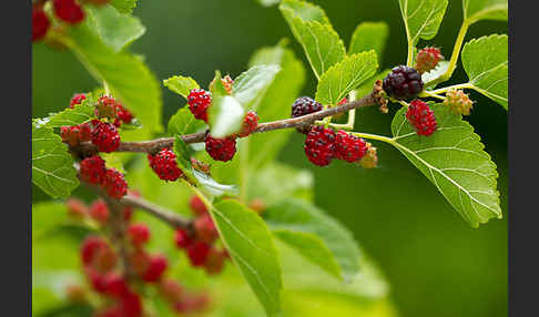 Schwarze Maulbeere (Morus nigra)