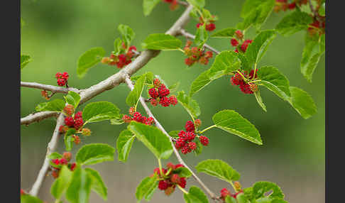 Schwarze Maulbeere (Morus nigra)