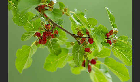 Schwarze Maulbeere (Morus nigra)