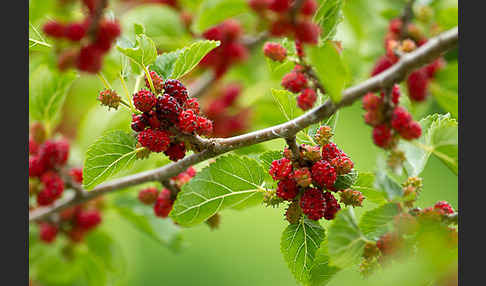 Schwarze Maulbeere (Morus nigra)