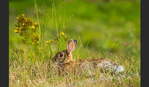 Wildkaninchen (Oryctolagus cuniculus)