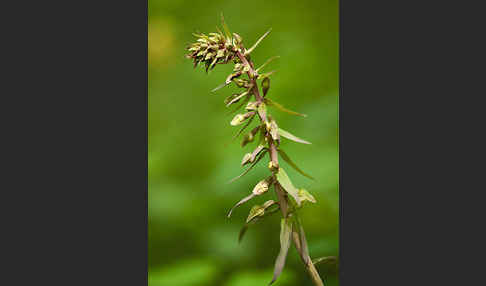 Violette Stendelwurz (Epipactis purpurata)