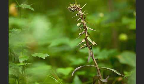 Violette Stendelwurz (Epipactis purpurata)