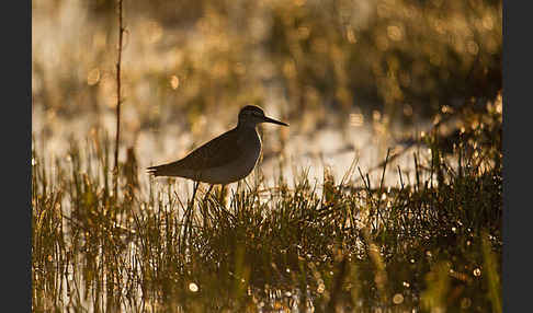 Waldwasserläufer (Tringa ochropus)