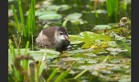 Teichralle (Gallinula chloropus)