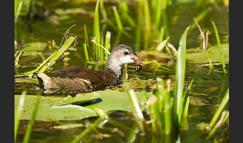 Teichralle (Gallinula chloropus)