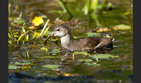 Teichralle (Gallinula chloropus)