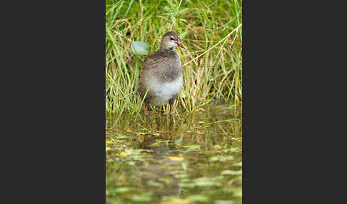 Teichralle (Gallinula chloropus)