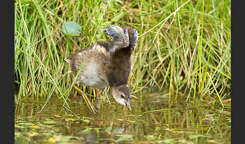 Teichralle (Gallinula chloropus)