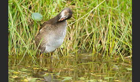 Teichralle (Gallinula chloropus)