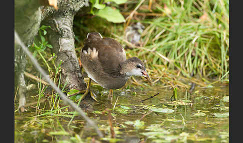 Teichralle (Gallinula chloropus)