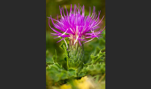 Stengellose Kratzdistel (Cirsium acaule)