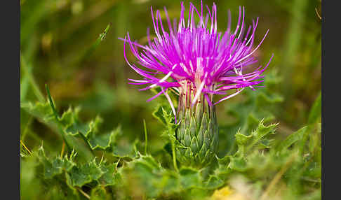 Stengellose Kratzdistel (Cirsium acaule)