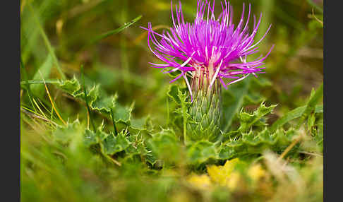 Stengellose Kratzdistel (Cirsium acaule)