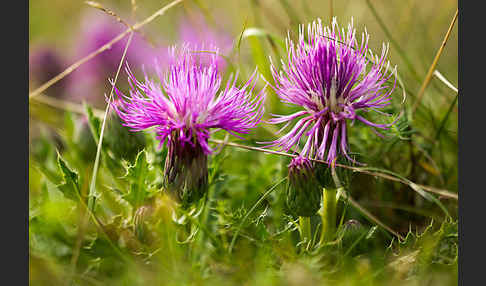 Stengellose Kratzdistel (Cirsium acaule)