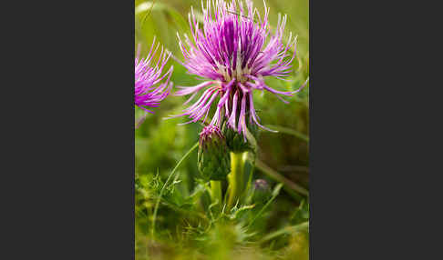 Stengellose Kratzdistel (Cirsium acaule)