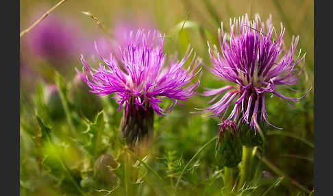 Stengellose Kratzdistel (Cirsium acaule)