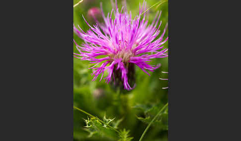 Stengellose Kratzdistel (Cirsium acaule)