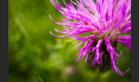 Stengellose Kratzdistel (Cirsium acaule)