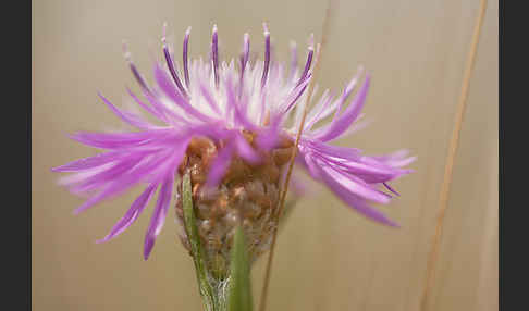 Wiesen-Flockenblume (Centaurea jacea)