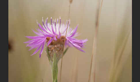 Wiesen-Flockenblume (Centaurea jacea)