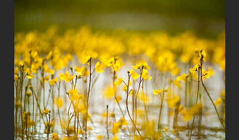 Verkannter Wasserschlauch (Utricularia australis)