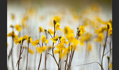 Verkannter Wasserschlauch (Utricularia australis)