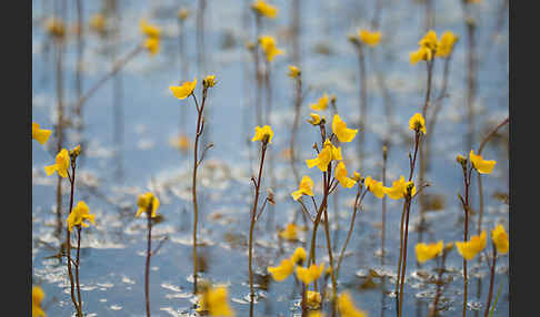 Verkannter Wasserschlauch (Utricularia australis)