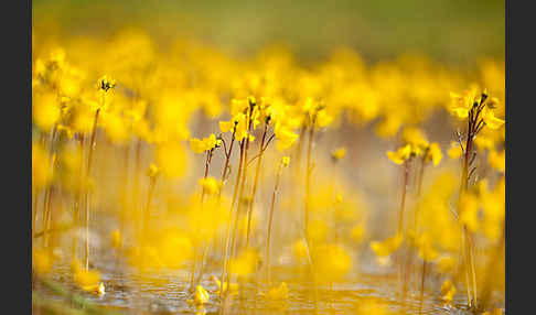 Verkannter Wasserschlauch (Utricularia australis)