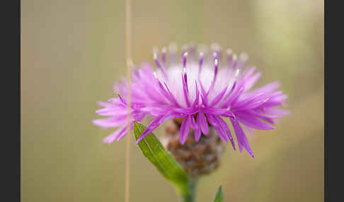 Wiesen-Flockenblume (Centaurea jacea)